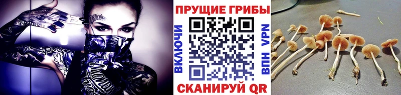 Псилоцибиновые грибы прущие грибы  Троицк 